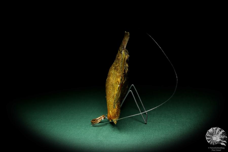 Pygocentrus cf. piraya (20337) a fishe from Brazil | Taxidermy | Fishes