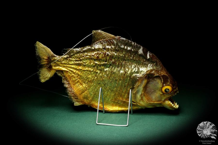 Pygocentrus cf. piraya (20337) a fishe from Brazil | Taxidermy | Fishes