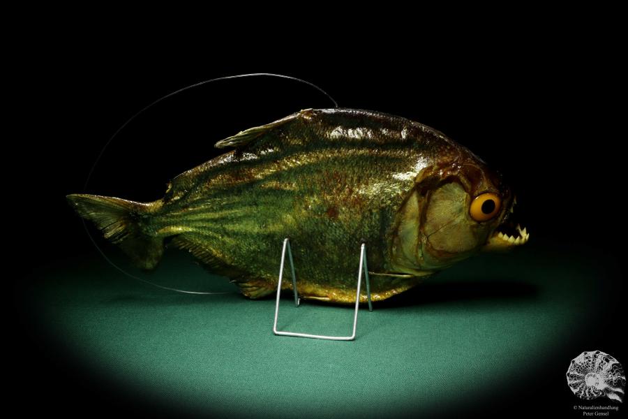 Pygocentrus cf. piraya (20339) a fishe from Brazil | Taxidermy | Fishes