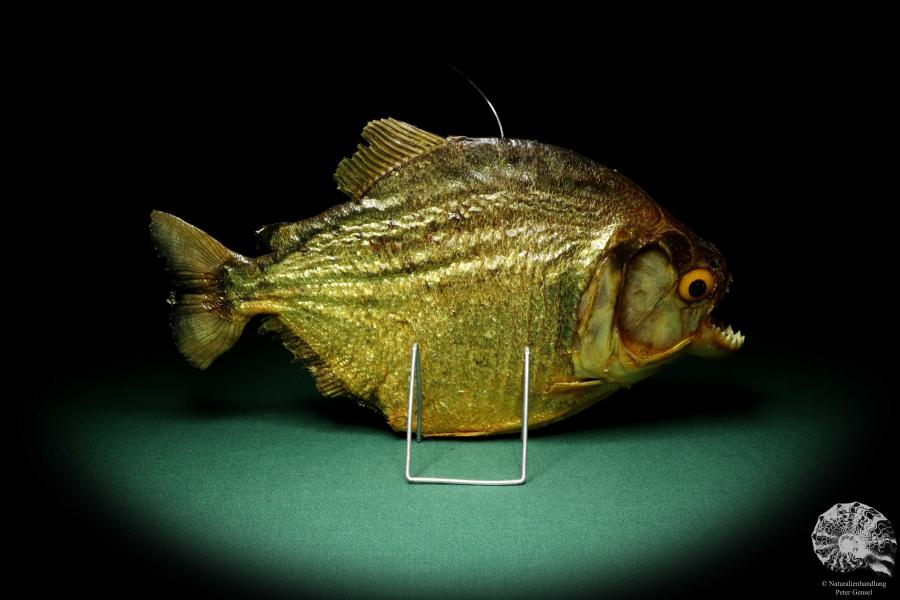 Pygocentrus cf. piraya (20340) a fishe from Brazil | Taxidermy | Fishes