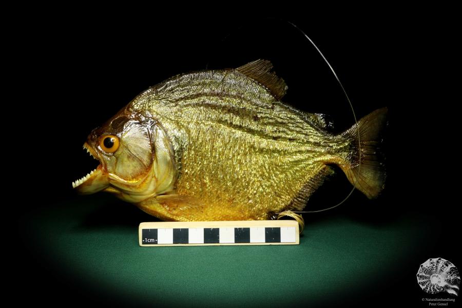 Pygocentrus cf. piraya (20340) a fishe from Brazil | Taxidermy | Fishes