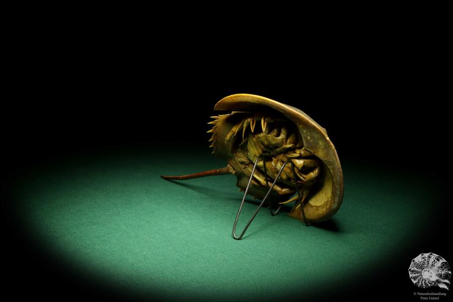 Carcinoscorpius rotundicauda (20343) a crustacean from Philippines | Taxidermy | Crabs & Shrimps & Limulus