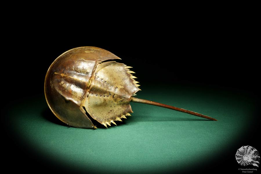 Carcinoscorpius rotundicauda (20346) a crustacean from Philippines | Taxidermy | Crabs & Shrimps & Limulus