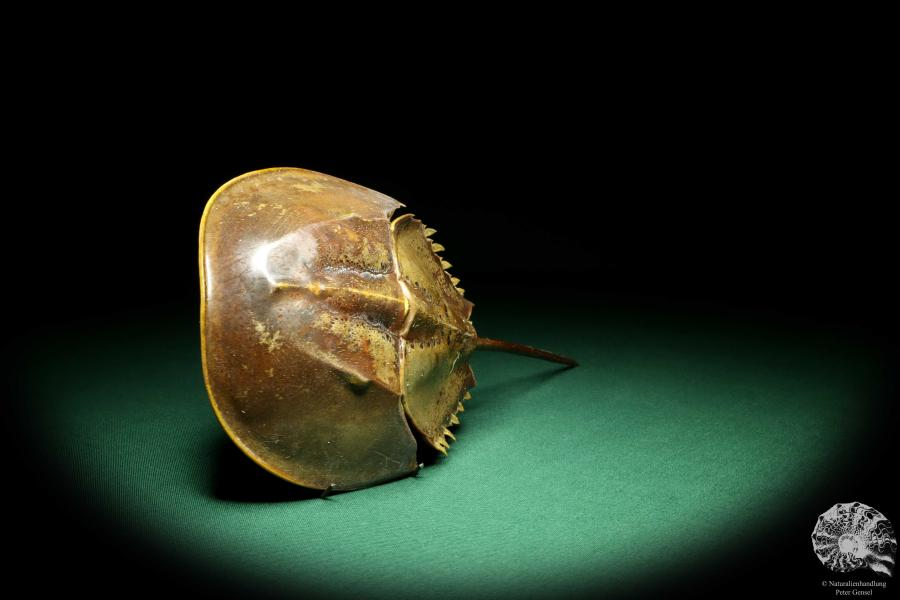 Carcinoscorpius rotundicauda (20346) a crustacean from Philippines | Taxidermy | Crabs & Shrimps & Limulus