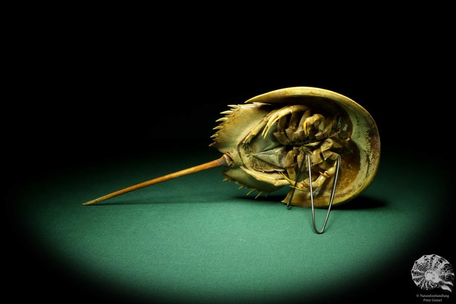 Carcinoscorpius rotundicauda (20356) a crustacean from Philippines | Taxidermy | Crabs & Shrimps & Limulus