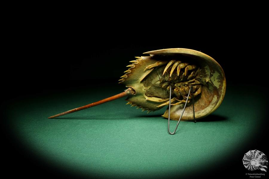 Carcinoscorpius rotundicauda (20360) a crustacean from Philippines | Taxidermy | Crabs & Shrimps & Limulus