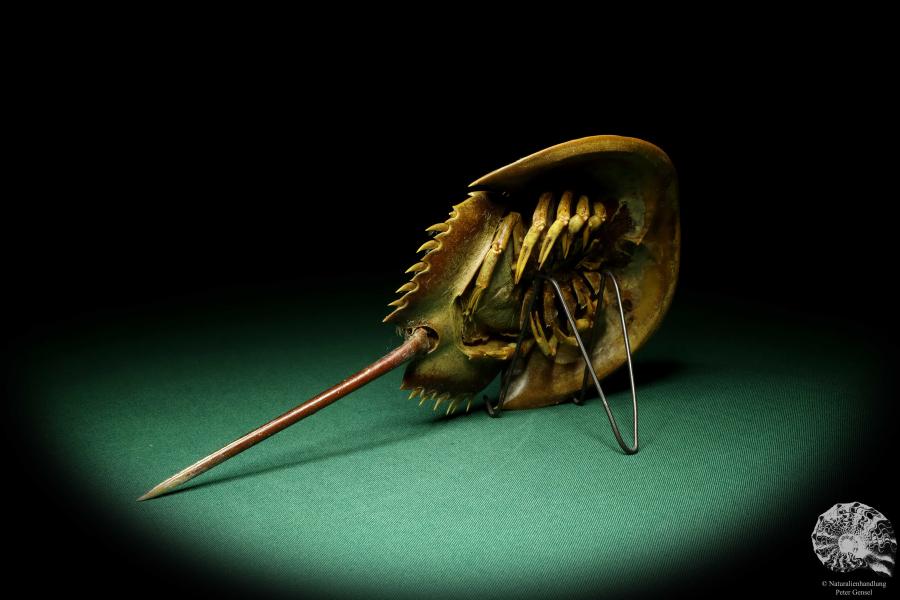 Carcinoscorpius rotundicauda (20367) a crustacean from Philippines | Taxidermy | Crabs & Shrimps & Limulus