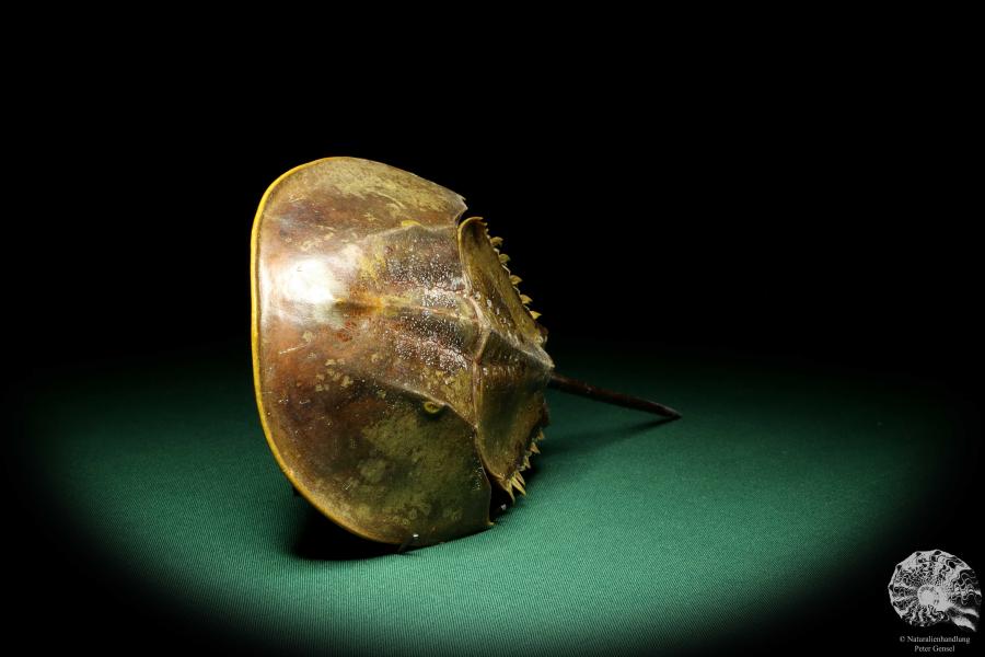 Carcinoscorpius rotundicauda (20367) a crustacean from Philippines | Taxidermy | Crabs & Shrimps & Limulus