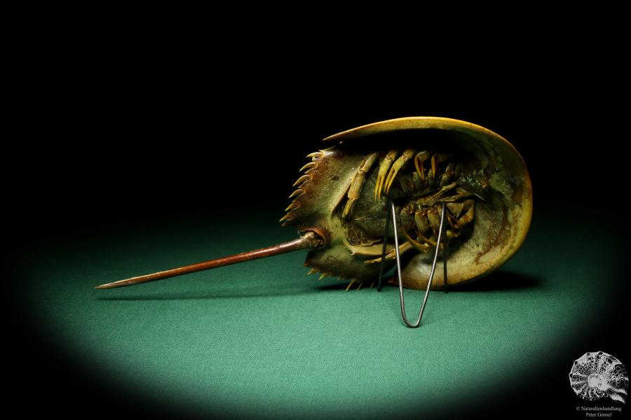 Carcinoscorpius rotundicauda (20368) a crustacean from Philippines | Taxidermy | Crabs & Shrimps & Limulus