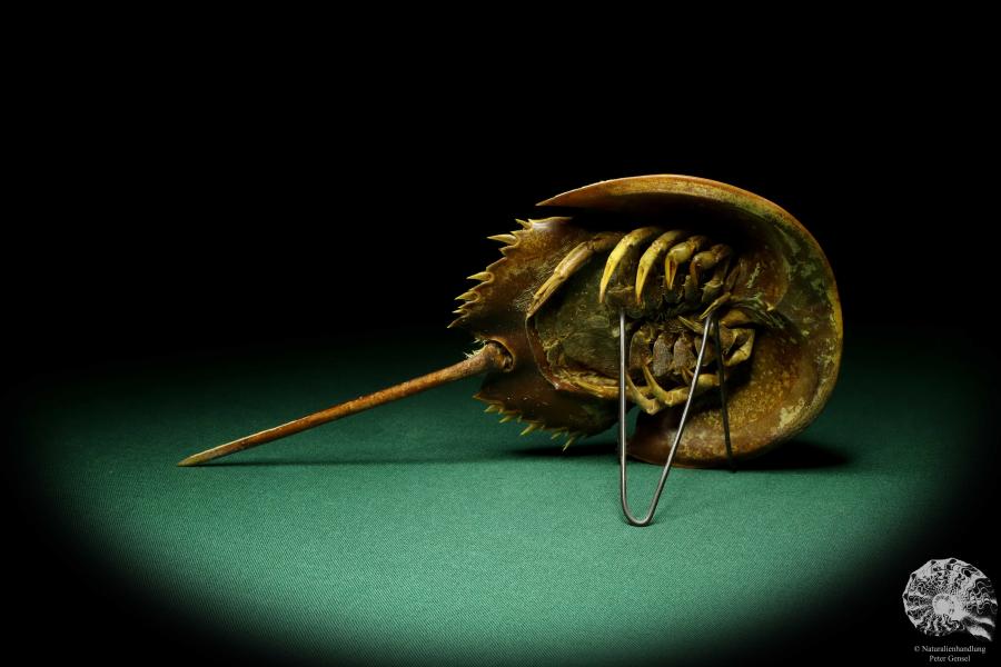 Carcinoscorpius rotundicauda (20369) a crustacean from Philippines | Taxidermy | Crabs & Shrimps & Limulus