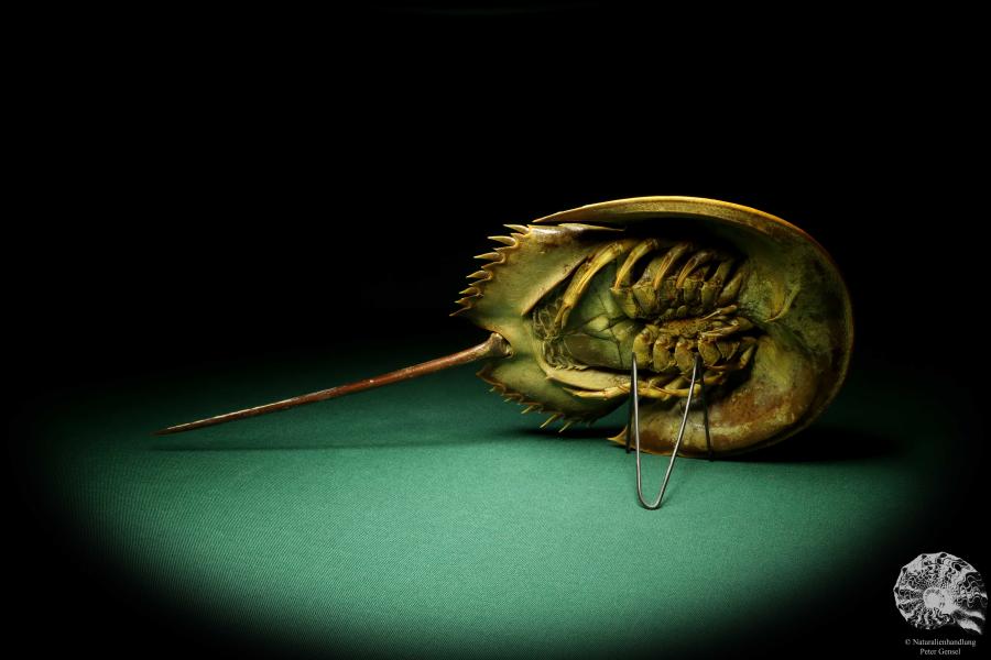 Carcinoscorpius rotundicauda (20375) a crustacean from Philippines | Taxidermy | Crabs & Shrimps & Limulus