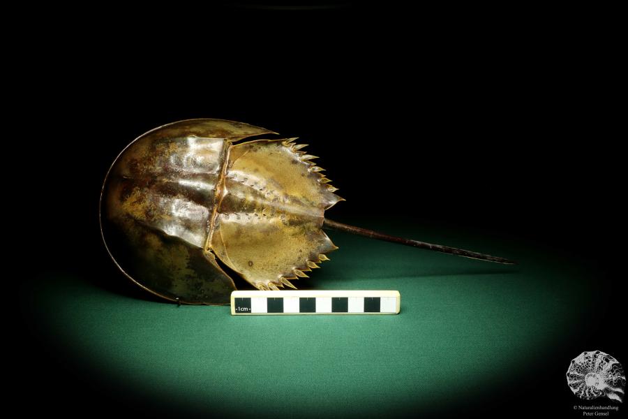 Carcinoscorpius rotundicauda (20375) ein Krustentier aus Philippinen | Präparate | Krabben & Krebse & Limulus