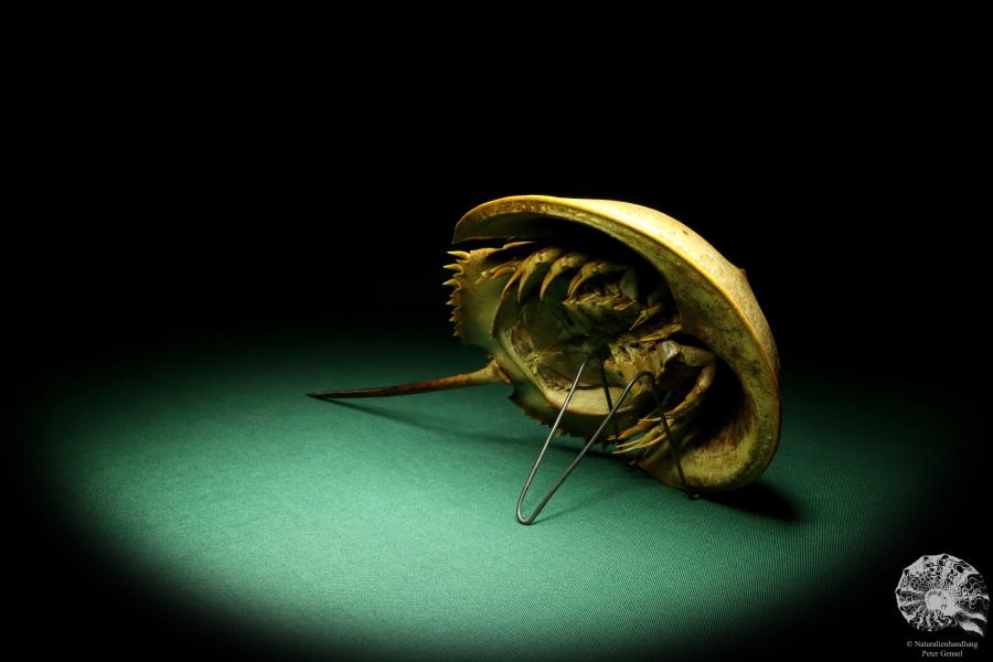 Carcinoscorpius rotundicauda (20376) a crustacean from Philippines | Taxidermy | Crabs & Shrimps & Limulus