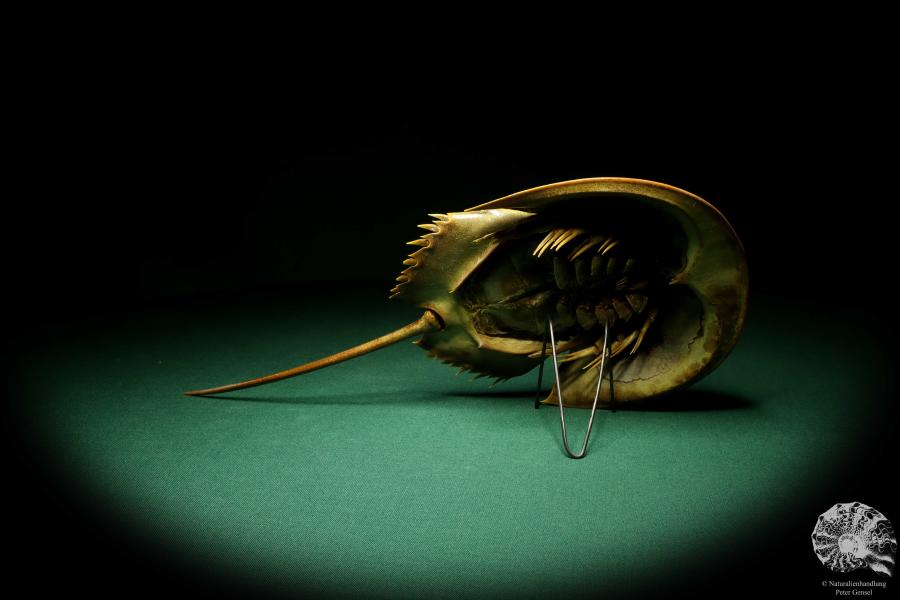 Carcinoscorpius rotundicauda (20379) a crustacean from Philippines | Taxidermy | Crabs & Shrimps & Limulus