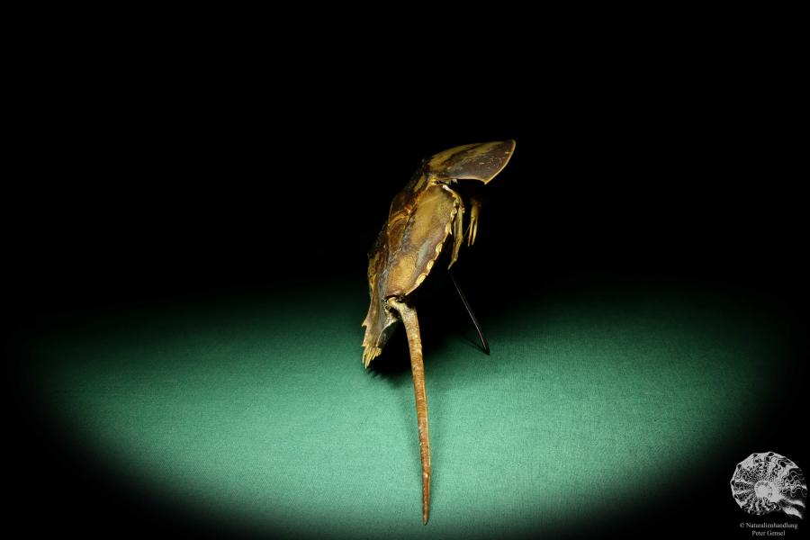 Carcinoscorpius rotundicauda (20383) a crustacean from Philippines | Taxidermy | Crabs & Shrimps & Limulus