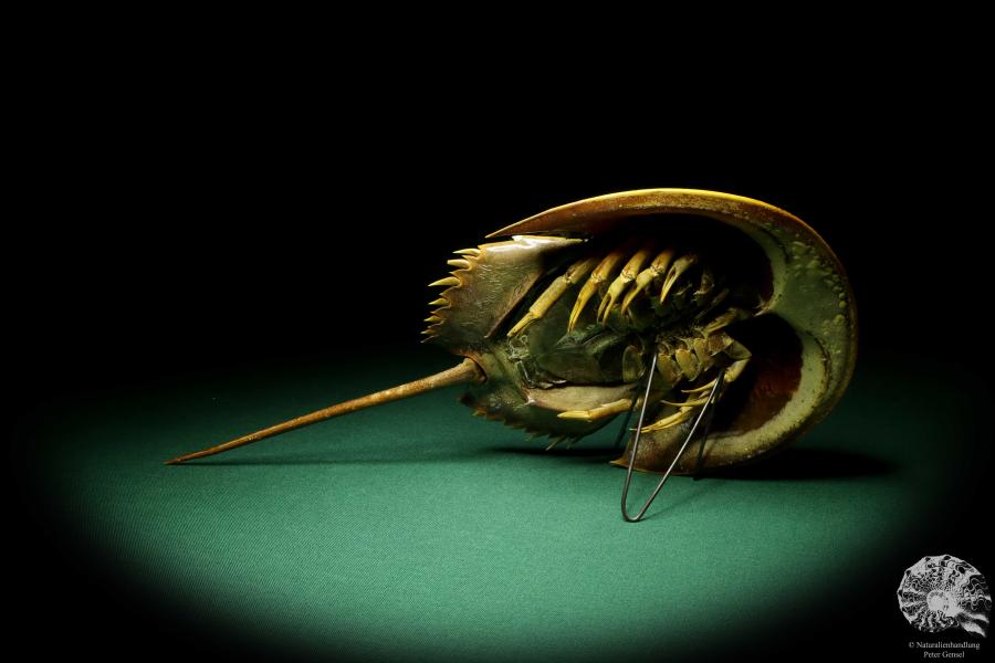 Carcinoscorpius rotundicauda (20383) a crustacean from Philippines | Taxidermy | Crabs & Shrimps & Limulus