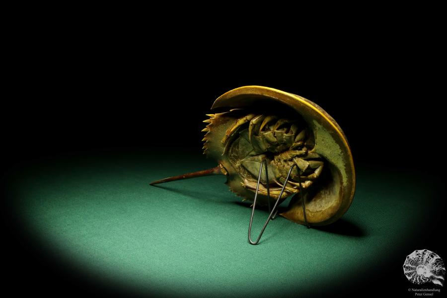 Carcinoscorpius rotundicauda (20386) a crustacean from Philippines | Taxidermy | Crabs & Shrimps & Limulus