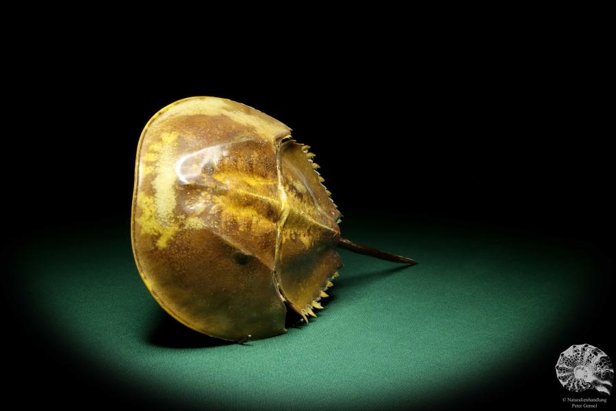 Carcinoscorpius rotundicauda (20387) a crustacean from Philippines | Taxidermy | Crabs & Shrimps & Limulus