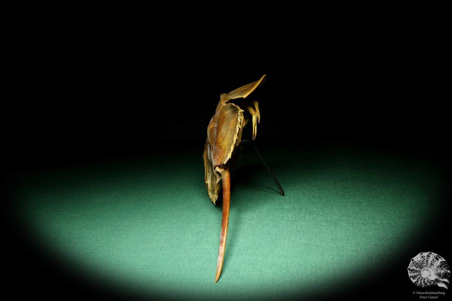 Carcinoscorpius rotundicauda (20391) a crustacean from Philippines | Taxidermy | Crabs & Shrimps & Limulus