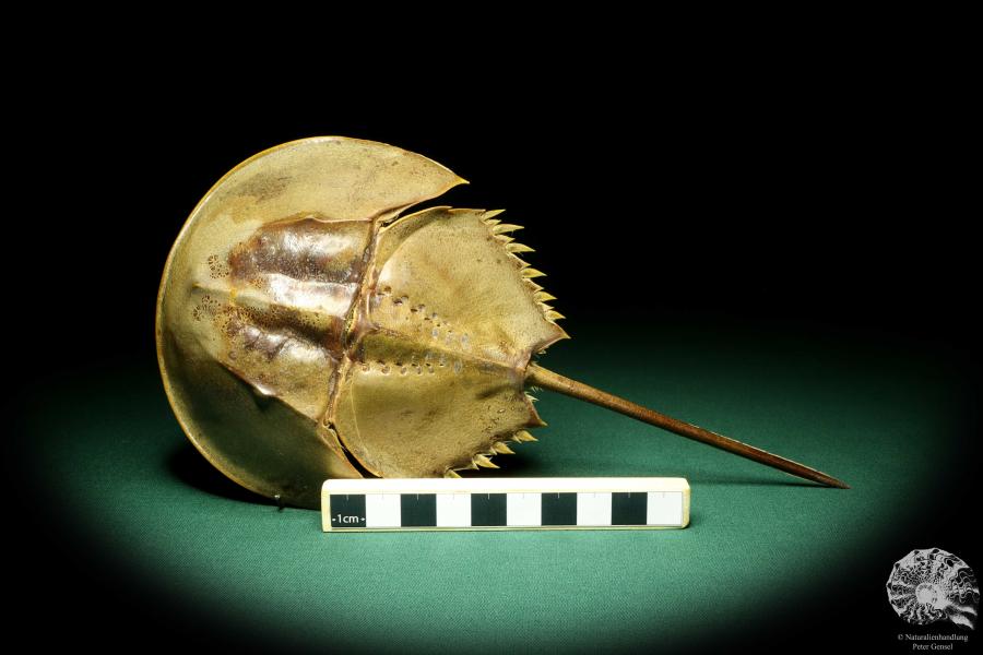 Carcinoscorpius rotundicauda (20398) a crustacean from Philippines | Taxidermy | Crabs & Shrimps & Limulus