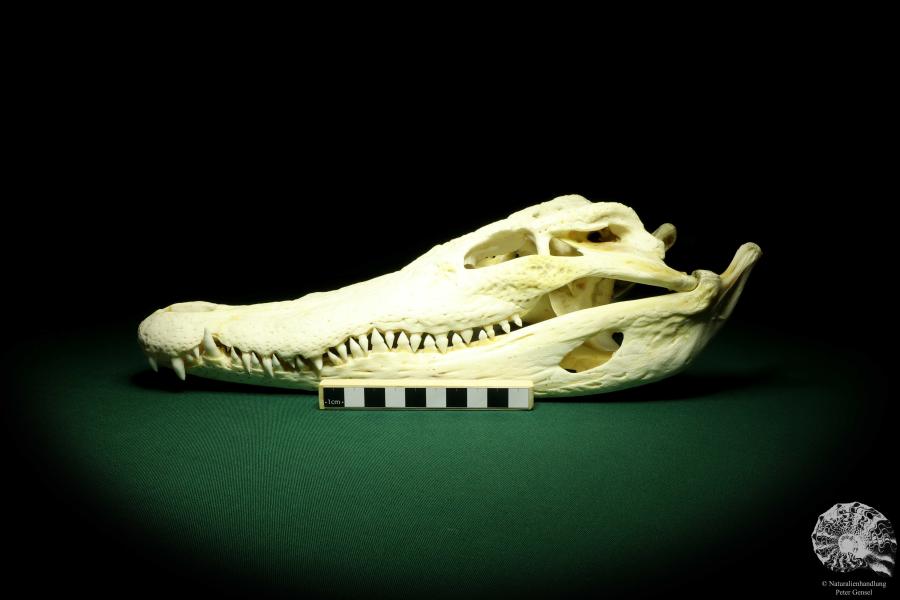 Crocodylus siamensis (20400) a skeleton from South East Asia | Taxidermy | Skeletons