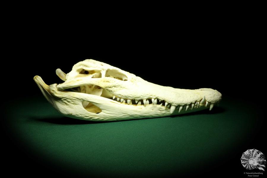 Crocodylus siamensis (20400) a skeleton from South East Asia | Taxidermy | Skeletons