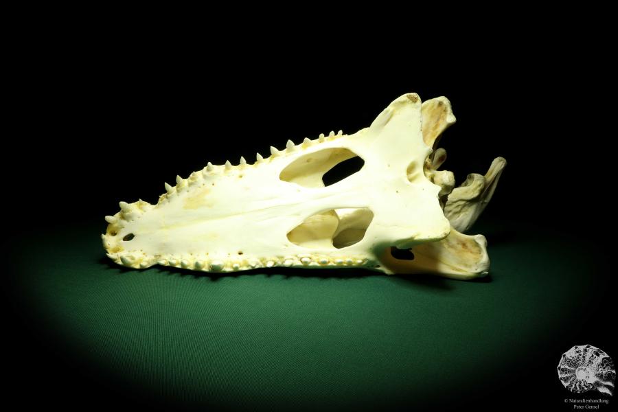 Crocodylus siamensis (20400) a skeleton from South East Asia | Taxidermy | Skeletons