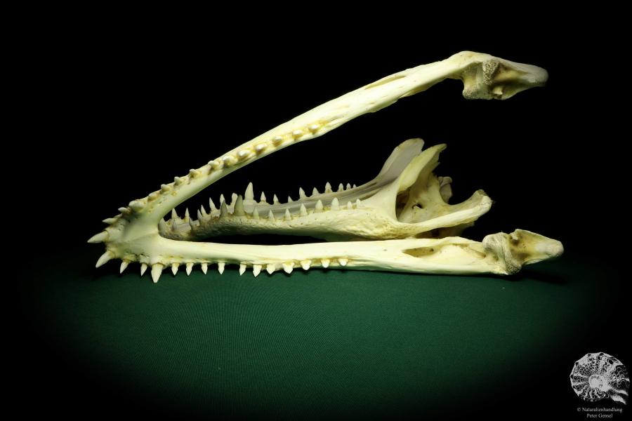 Crocodylus siamensis (20401) a skeleton from South East Asia | Taxidermy | Skeletons