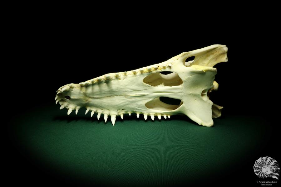 Crocodylus siamensis (20403) a skeleton from South East Asia | Taxidermy | Skeletons