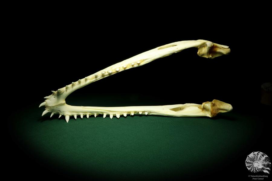 Crocodylus siamensis (20403) a skeleton from South East Asia | Taxidermy | Skeletons