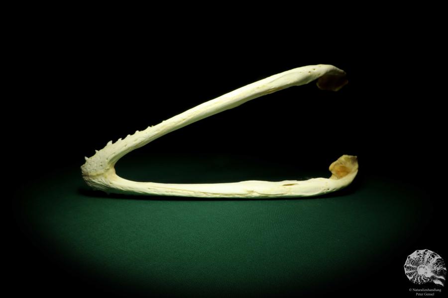 Crocodylus siamensis (20403) a skeleton from South East Asia | Taxidermy | Skeletons