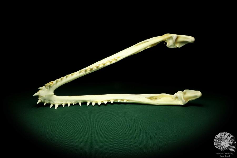 Crocodylus siamensis (20404) a skeleton from South East Asia | Taxidermy | Skeletons