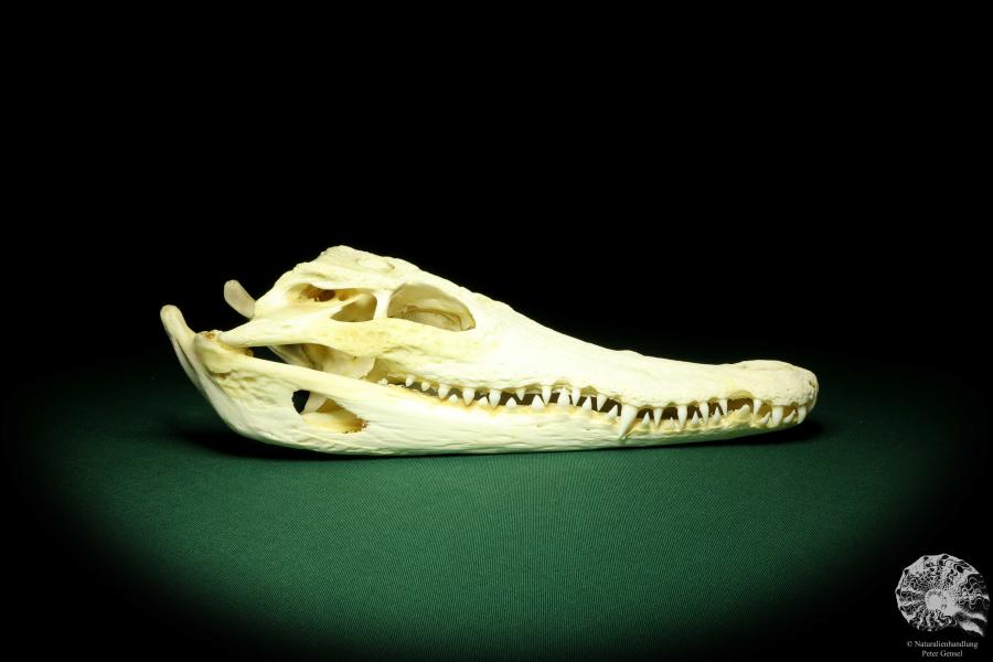 Crocodylus siamensis (20405) a skeleton from South East Asia | Taxidermy | Skeletons