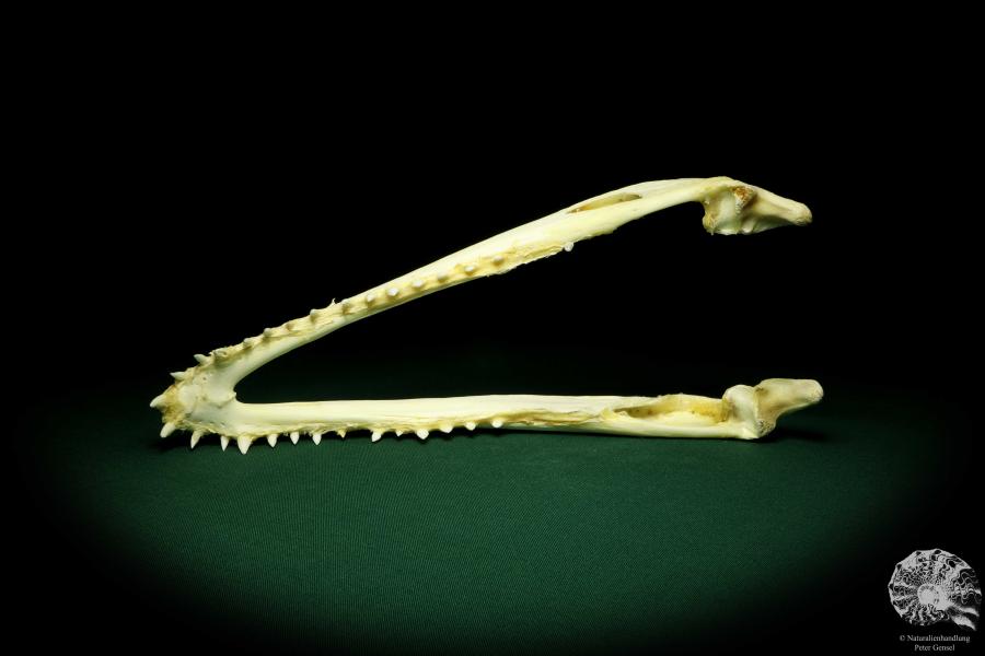 Crocodylus siamensis (20405) a skeleton from South East Asia | Taxidermy | Skeletons