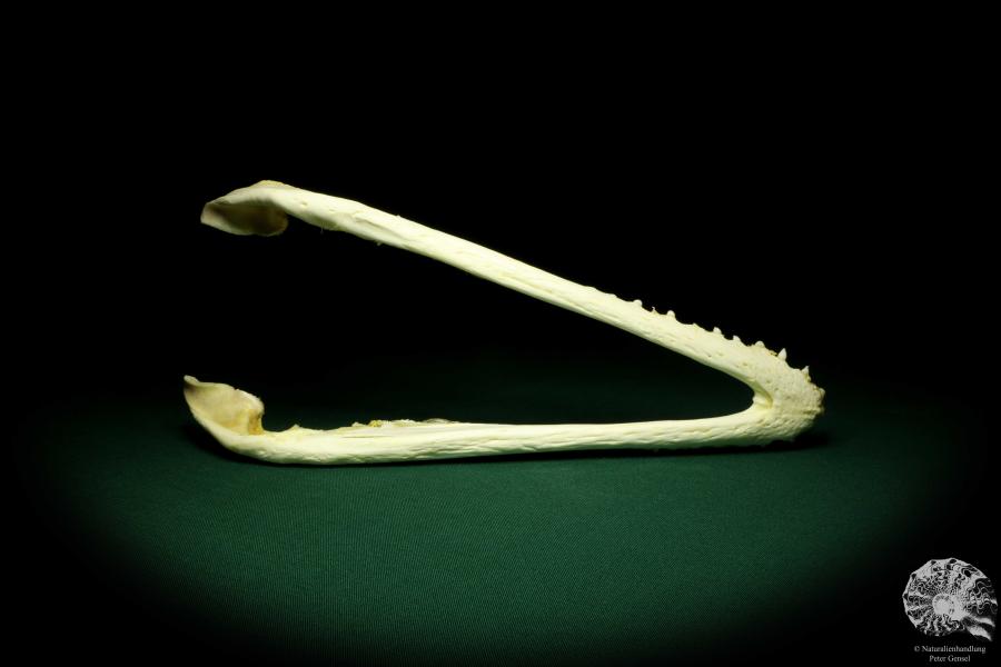 Crocodylus siamensis (20405) a skeleton from South East Asia | Taxidermy | Skeletons