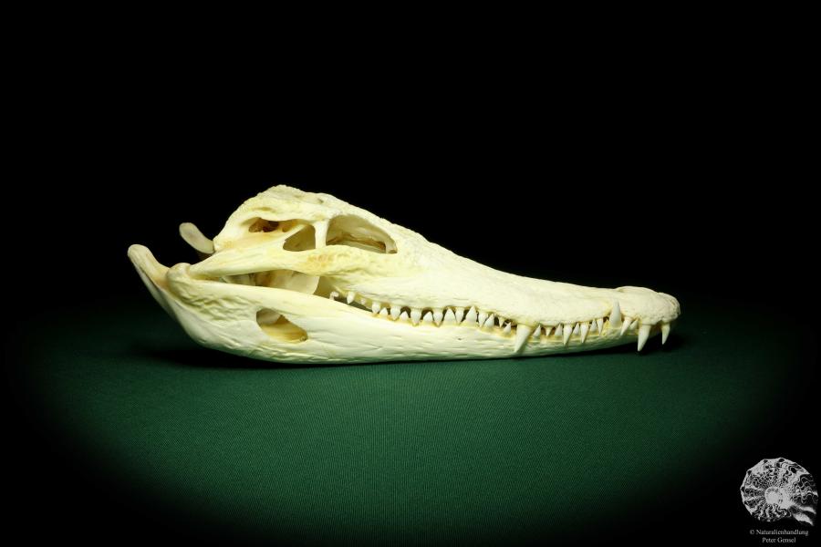 Crocodylus siamensis (20406) a skeleton from South East Asia | Taxidermy | Skeletons