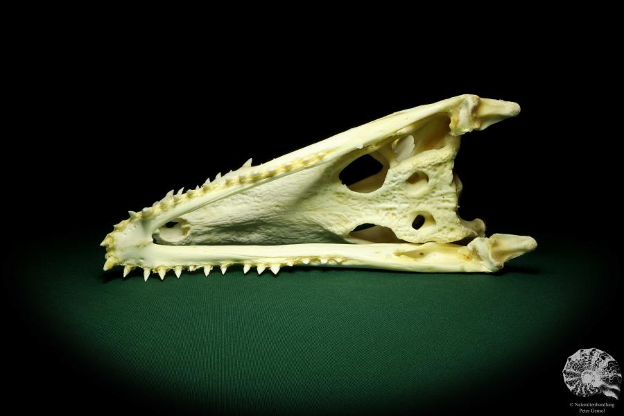 Crocodylus siamensis (20406) a skeleton from South East Asia | Taxidermy | Skeletons