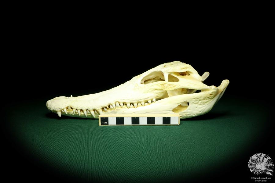 Crocodylus siamensis (20406) a skeleton from South East Asia | Taxidermy | Skeletons