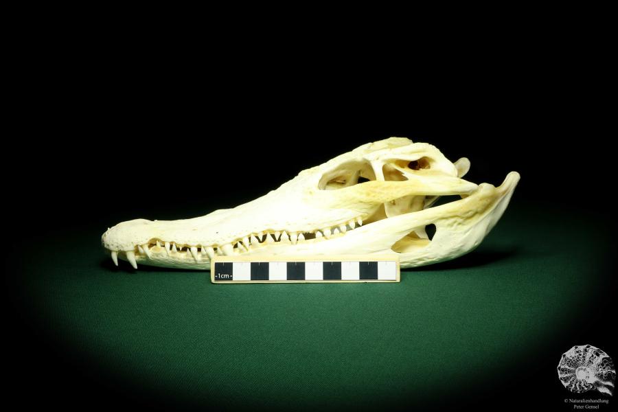 Crocodylus siamensis (20408) a skeleton from South East Asia | Taxidermy | Skeletons