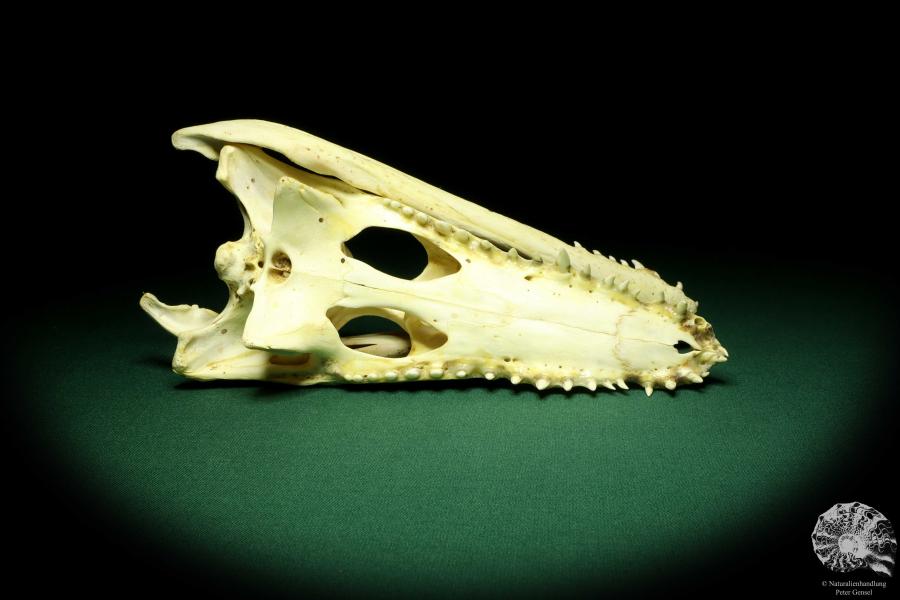 Crocodylus niloticus (20409) a skeleton from Madagascar | Taxidermy | Skeletons