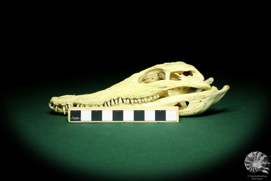 Crocodylus niloticus (20409) a skeleton from Madagascar | Taxidermy | Skeletons