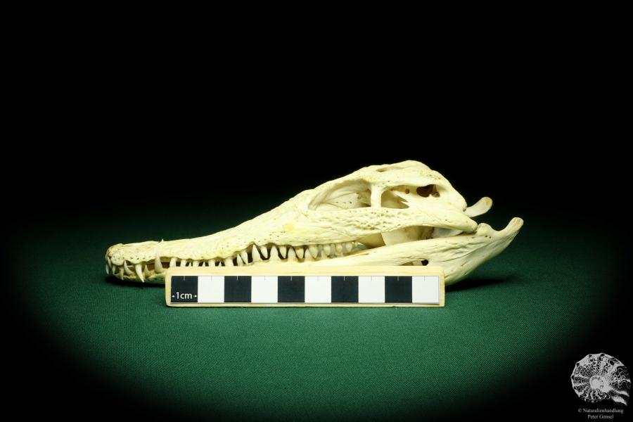 Crocodylus niloticus (20410) a skeleton from Madagascar | Taxidermy | Skeletons