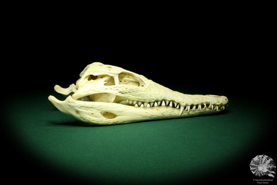 Crocodylus niloticus (20411) a skeleton from Madagascar | Taxidermy | Skeletons