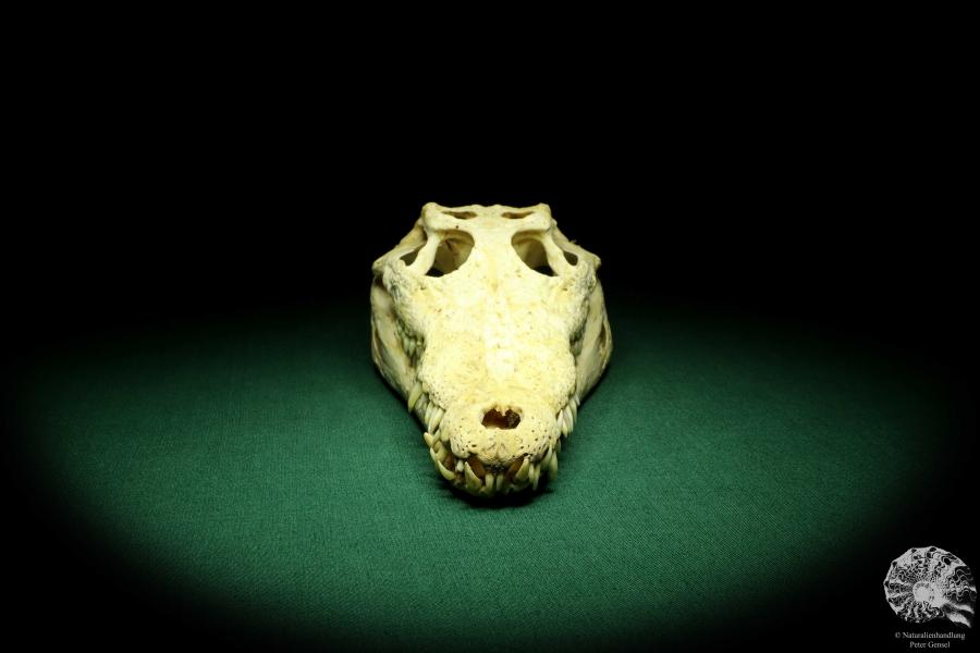 Crocodylus niloticus (20414) a skeleton from Madagascar | Taxidermy | Skeletons