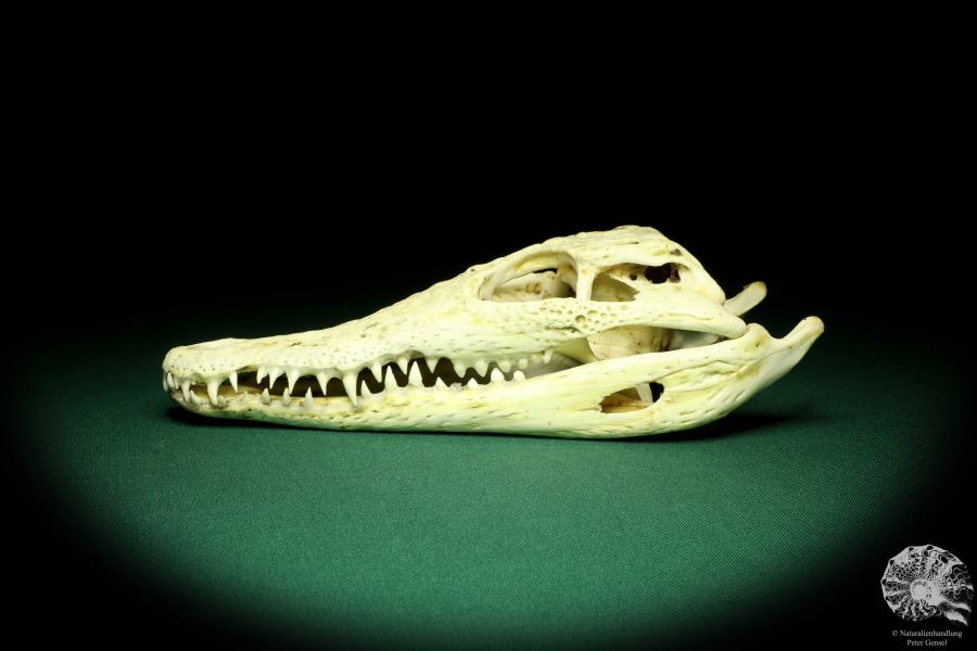 Crocodylus niloticus (20415) ein Skelett aus Madagaskar | Präparate | Skelette