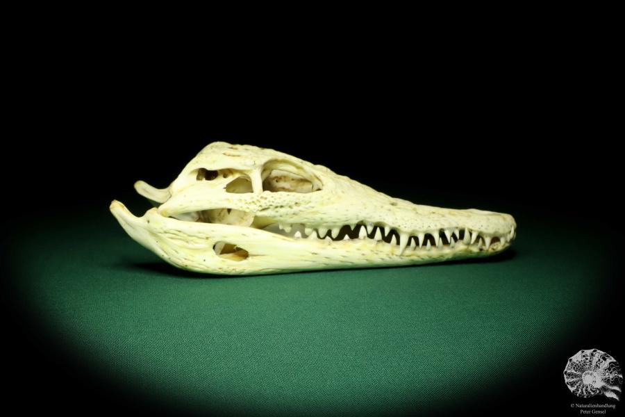 Crocodylus niloticus (20415) a skeleton from Madagascar | Taxidermy | Skeletons