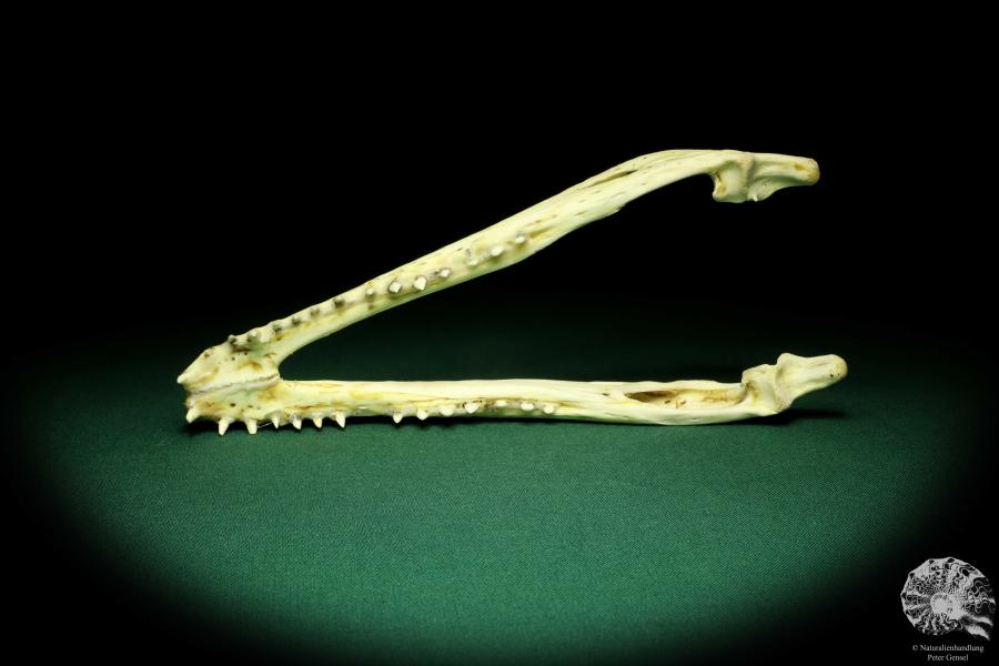 Crocodylus niloticus (20415) a skeleton from Madagascar | Taxidermy | Skeletons