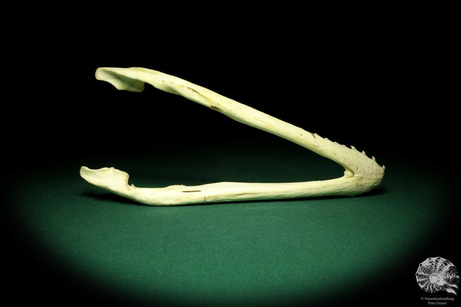 Crocodylus niloticus (20416) a skeleton from Madagascar | Taxidermy | Skeletons