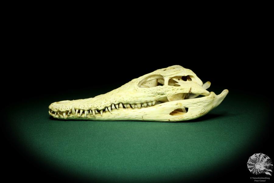 Crocodylus niloticus - Madagascar - (20417)