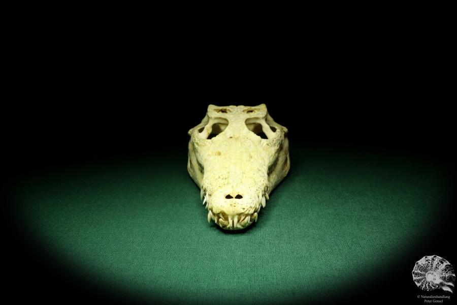 Crocodylus niloticus (20417) a skeleton from Madagascar | Taxidermy | Skeletons